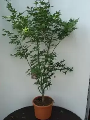 ACER palmatum 'Tsuma-gaki' - image 5