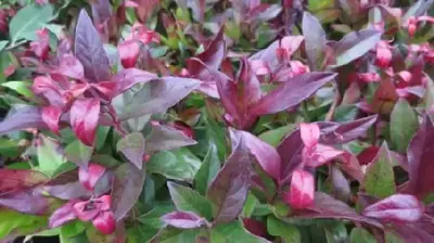 LEUCOTHOE 'Scarletta'