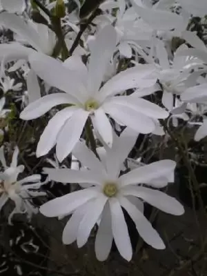 MAGNOLIA stellata 'Royal Star' - image 1