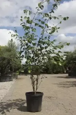 BETULA utilis jacquemontii 'Doorenbos'