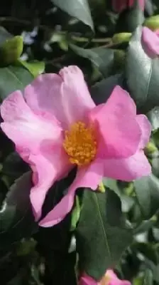 CAMELLIA sasanqua 'Cleopatra'