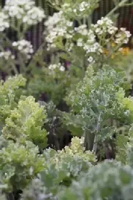 CRAMBE maritima