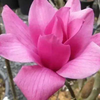 MAGNOLIA 'Vulcan'