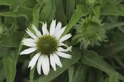 ECHINACEA purpurea 'Alba' - image 2