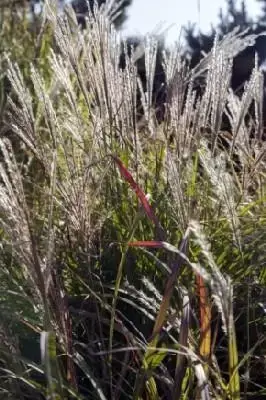 MISCANTHUS sinensis 'Yakushima Dwarf'