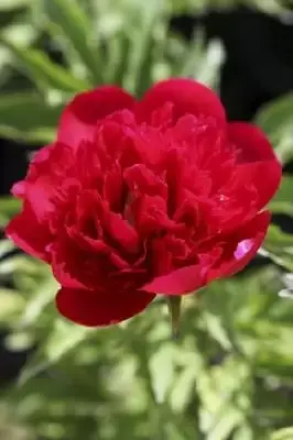 PAEONIA lactiflora 'Felix Crousse'