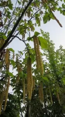 OSTRYA carpinifolia