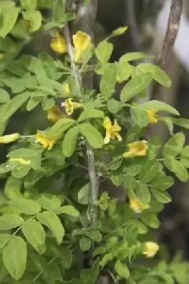 CARAGANA arborescens