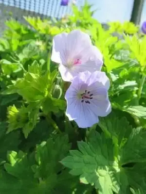 GERANIUM 'Derrick Cook'