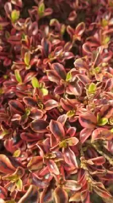 COPROSMA 'Rainbow Surprise'