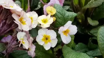 BEDDING PRIMULA