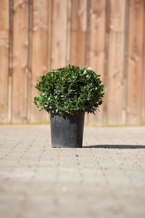 LAURUS nobilis 'Bay Junior'