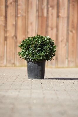 LAURUS nobilis 'Bay Junior'