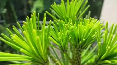 SCIADOPITYS verticillata - image 2