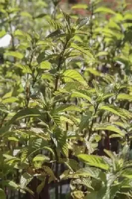Mentha piperita (PEPPERMINT)