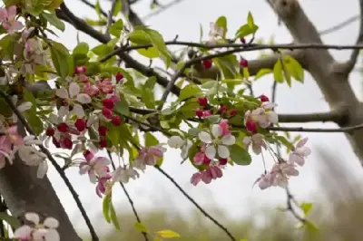 MALUS x floribunda