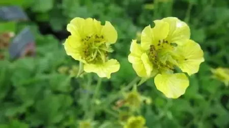 GEUM 'Banana Daiquiri'