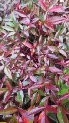 NANDINA domestica 'Flirt'