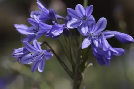 AGAPANTHUS 'Lapis Lazuli'