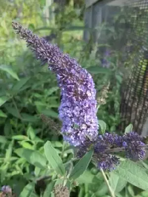 BUDDLEJA davidii 'Empire Blue'