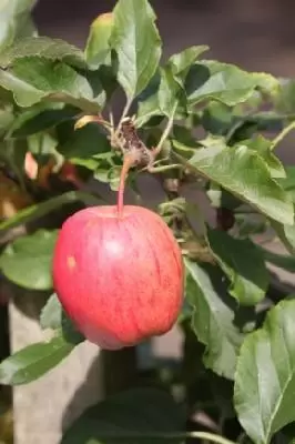 Malus domestica 'Egremont Russet' (Apple)
