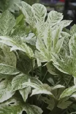 FATSIA japonica 'Spider's Web' - image 3