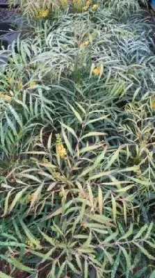 MAHONIA eurybracteata 'Soft Caress' - image 1