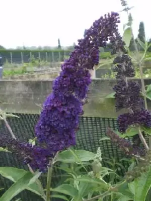 BUDDLEJA davidii 'Black Knight' - image 2