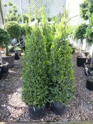 LAURUS nobilis angustifolia