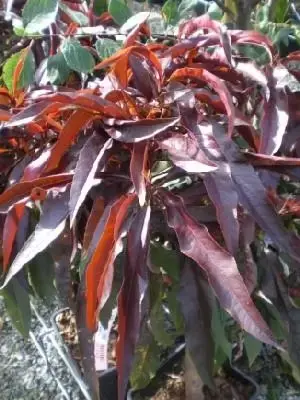 Prunus persica 'Crimson Bonfire' (PEACH)
