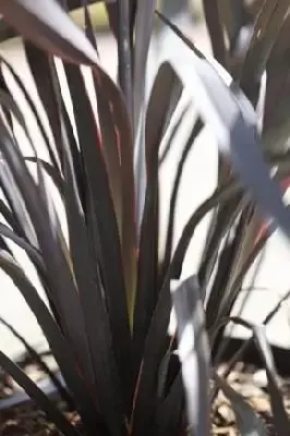 PHORMIUM 'Black Velvet'