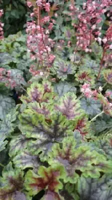 HEUCHERELLA 'Tapestry'