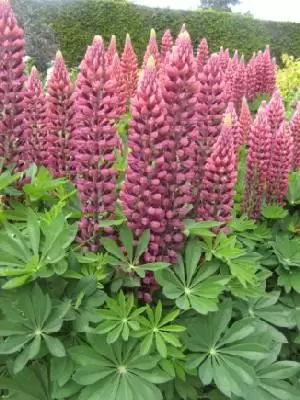 LUPINUS 'Gallery Red'