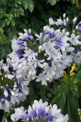 AGAPANTHUS 'Twister' - image 1