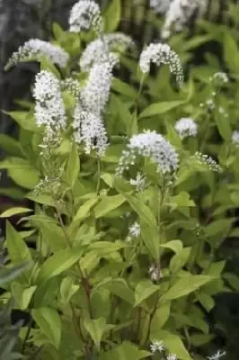 LYSIMACHIA clethroides