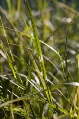 MISCANTHUS sinensis 'Little Zebra' - image 3