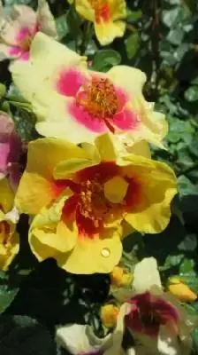ROSA 'Eye of the Tiger'