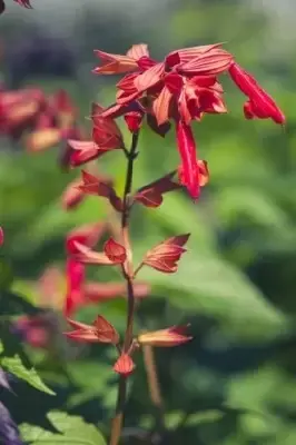 SALVIA 'Embers Wish' - image 1