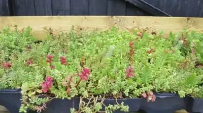 Green Mobiroof Sedum Eco New