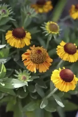 HELENIUM 'Short and Sassy'