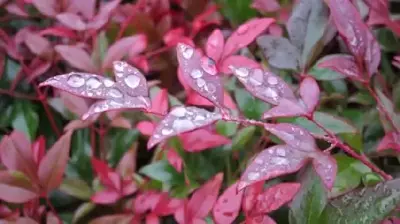 NANDINA domestica 'Obsessed'