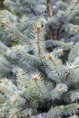 PICEA pungens 'Fat Albert'