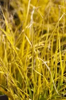 CAREX oshimensis 'Everillo'