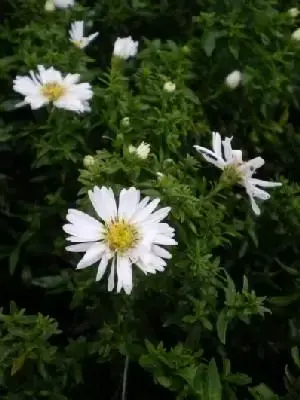 Symphyotrichum novi-belgii 'Schneekissen'