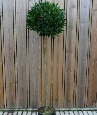 LAURUS nobilis Standard