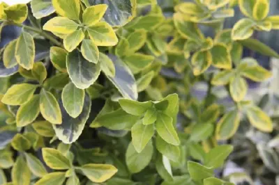 EUONYMUS japonicus 'Aureomarginatus'