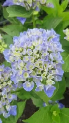 HYDRANGEA macrophylla 'Blue Boogiewoogie'