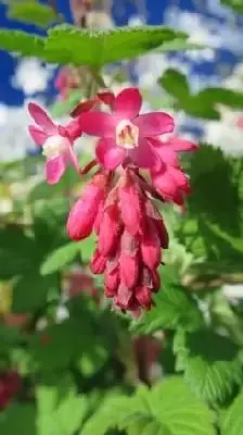 RIBES sanguineum 'King Edward VII'