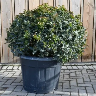 ILEX aquifolium