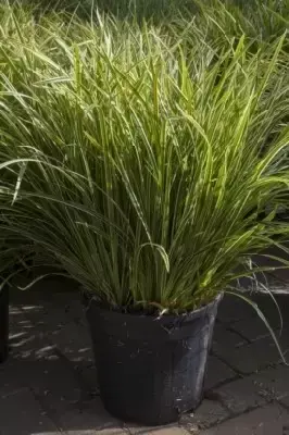 CAREX morrowii 'Ice Dance'